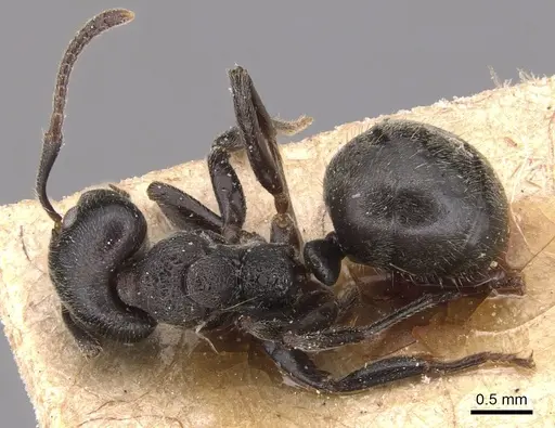 Dolichoderus carbonarius specimen CASENT0905022 image casent0905022_1
