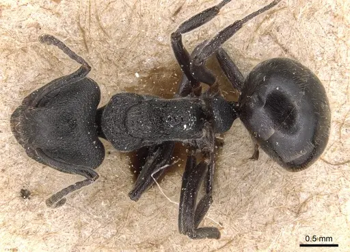 Dolichoderus carbonarius specimen CASENT0905023 image casent0905023_1