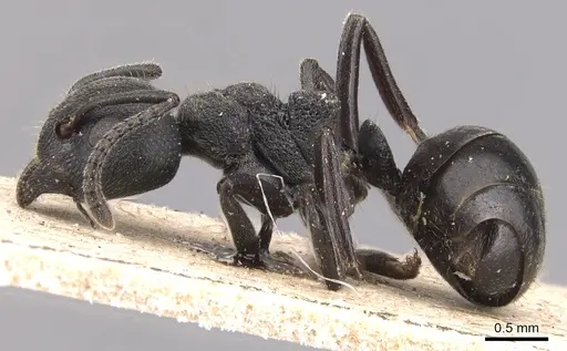Dolichoderus carbonarius specimen CASENT0905023 image casent0905023_3