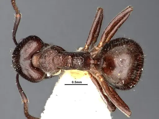 Dolichoderus carbonarius specimen SMFHYM0008905 image smfhym0008905_1