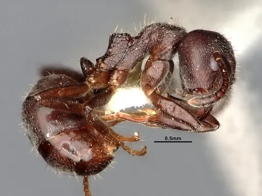Dolichoderus carbonarius specimen SMFHYM0008905 image smfhym0008905_3