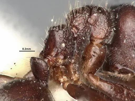 Dolichoderus carbonarius specimen SMFHYM0008905 image smfhym0008905_4