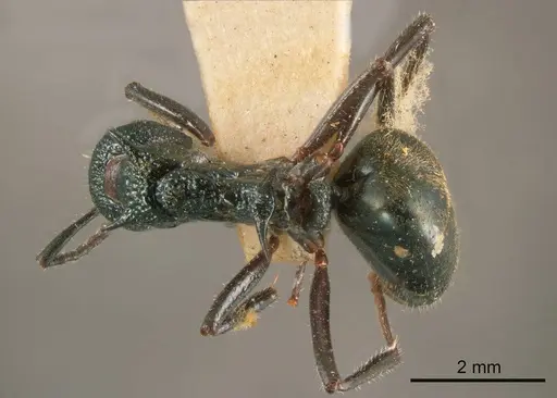 Dolichoderus clarki specimen ANTWEB1008174 image antweb1008174_1