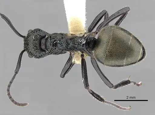 Dolichoderus clarki specimen CASENT0249558 image casent0249558_1
