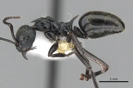 Dolichoderus clarki specimen CASENT0249558 image casent0249558_3