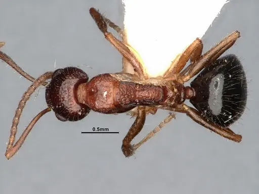 Dolichoderus clusor specimen CASENT0886101 image casent0886101_1
