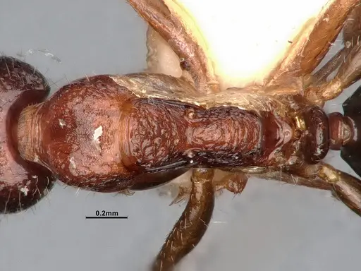 Dolichoderus clusor specimen CASENT0886101 image casent0886101_2