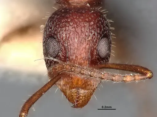 Dolichoderus clusor specimen CASENT0886101 image casent0886101_3