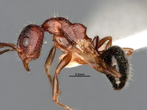 Dolichoderus clusor specimen CASENT0886101 image casent0886101_4
