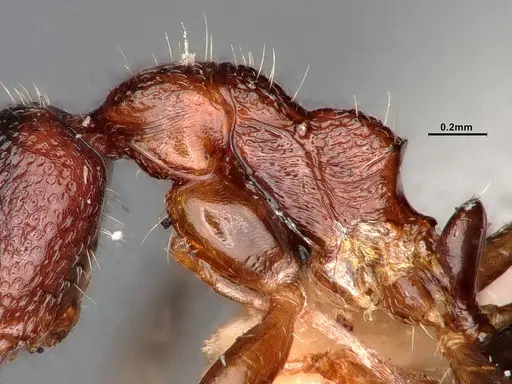 Dolichoderus clusor specimen CASENT0886101 image casent0886101_5