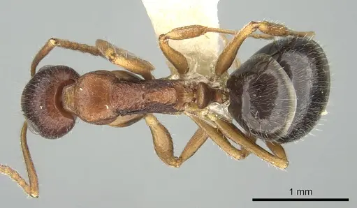 Dolichoderus clusor specimen CASENT0906227 image casent0906227_1