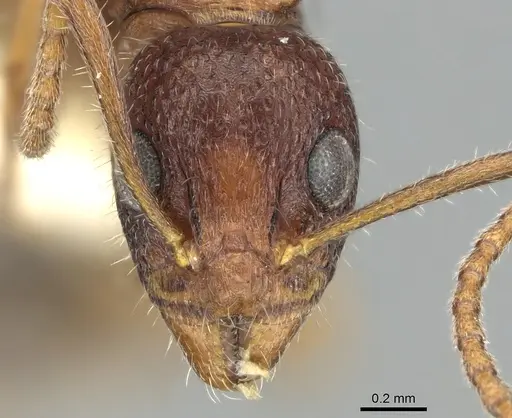 Dolichoderus clusor specimen CASENT0906227 image casent0906227_2