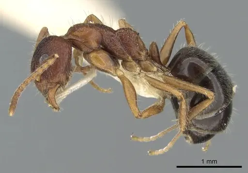 Dolichoderus clusor specimen CASENT0906227 image casent0906227_3