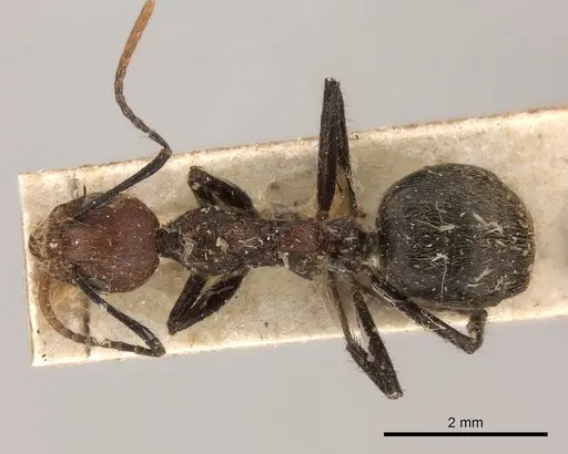 Dolichoderus cogitans specimen CASENT0217393 image casent0217393_1