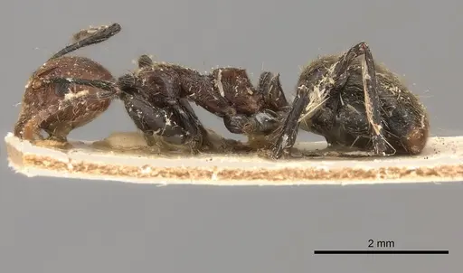 Dolichoderus cogitans specimen CASENT0217393 image casent0217393_3