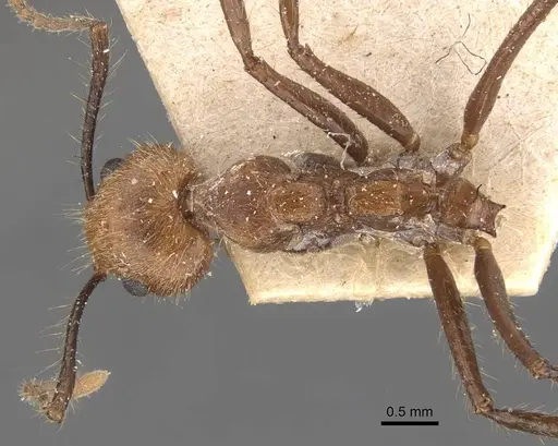 Dolichoderus cogitans specimen CASENT0907608 image casent0907608_1