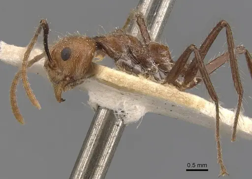 Dolichoderus cogitans specimen CASENT0907608 image casent0907608_3