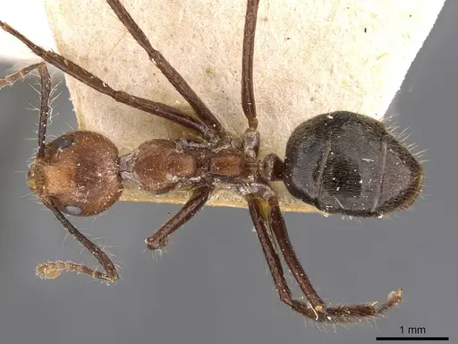 Dolichoderus cogitans specimen CASENT0909458 image casent0909458_1