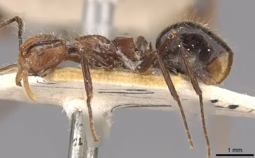 Dolichoderus cogitans specimen CASENT0909458 image casent0909458_3