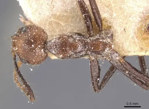 Dolichoderus cogitans specimen CASENT0911505 image casent0911505_1