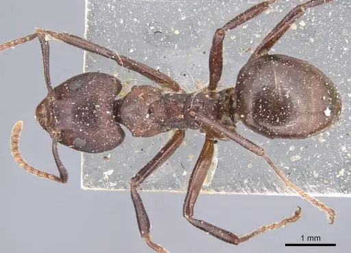 Dolichoderus coniger specimen CASENT0915557 image casent0915557_1