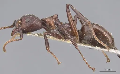 Dolichoderus coniger specimen CASENT0915557 image casent0915557_3