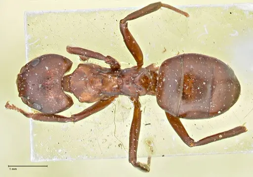 Dolichoderus coniger specimen FOCOL2783 image focol2783_1