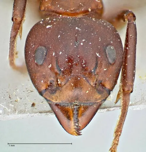 Dolichoderus coniger specimen FOCOL2783 image focol2783_2