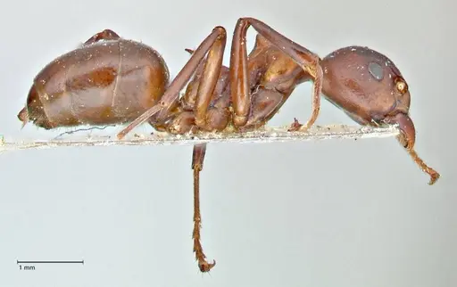 Dolichoderus coniger specimen FOCOL2783 image focol2783_4