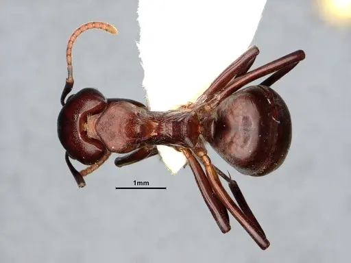 Dolichoderus coniger specimen SMFHYM0008893 image smfhym0008893_1