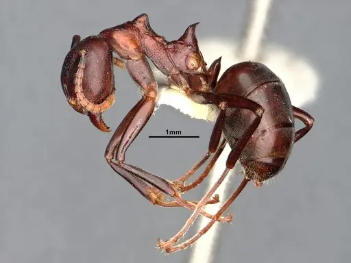 Dolichoderus coniger specimen SMFHYM0008893 image smfhym0008893_3