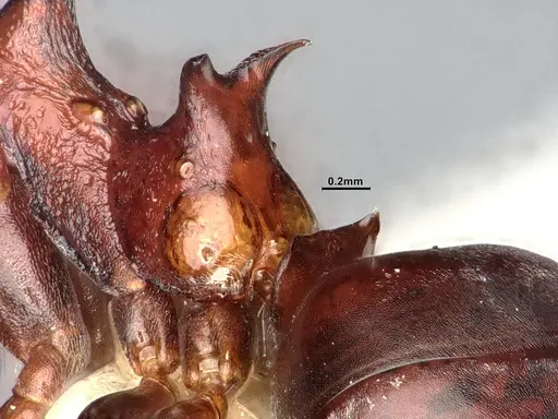 Dolichoderus coniger specimen SMFHYM0008893 image smfhym0008893_4
