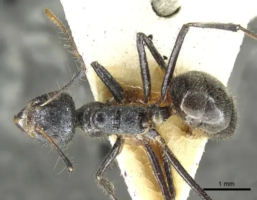 Dolichoderus crawleyi specimen CASENT0902970 image casent0902970_1