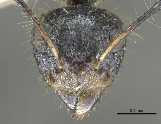 Dolichoderus crawleyi specimen CASENT0902970 image casent0902970_2