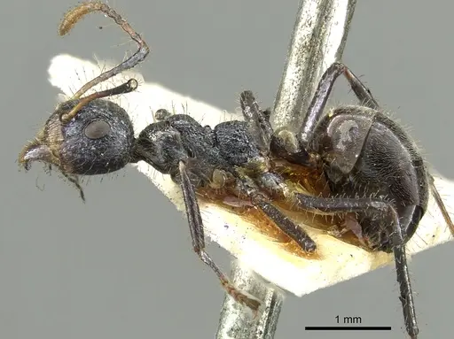 Dolichoderus crawleyi specimen CASENT0902970 image casent0902970_3