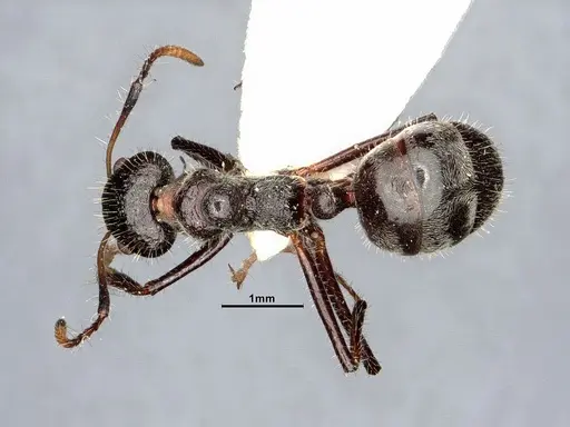 Dolichoderus crawleyi specimen SMFHYM0008902 image smfhym0008902_1