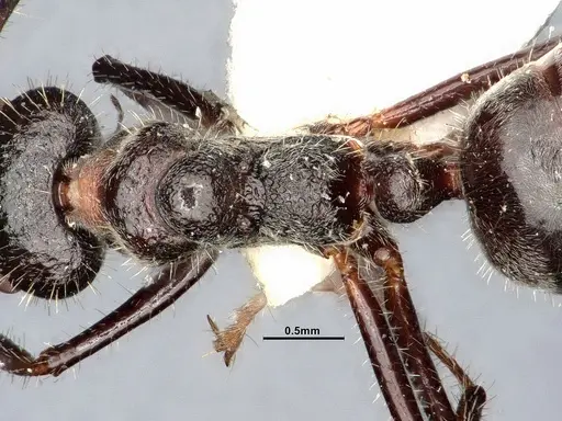 Dolichoderus crawleyi specimen SMFHYM0008902 image smfhym0008902_2