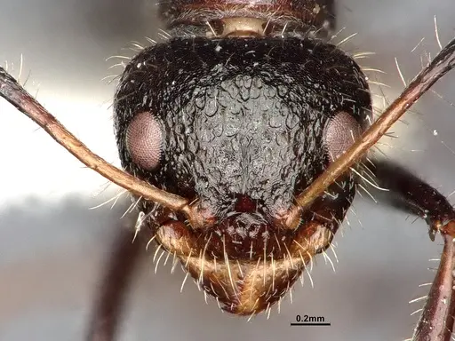 Dolichoderus crawleyi specimen SMFHYM0008902 image smfhym0008902_3