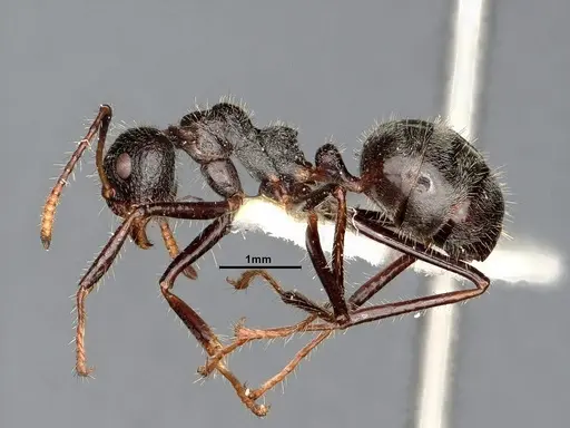 Dolichoderus crawleyi specimen SMFHYM0008902 image smfhym0008902_4