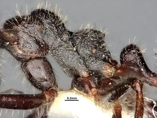 Dolichoderus crawleyi specimen SMFHYM0008902 image smfhym0008902_5