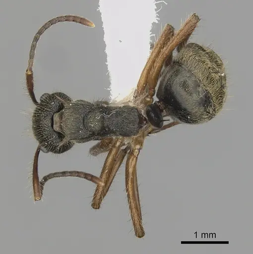 Dolichoderus curvilobus specimen CASENT0249650 image casent0249650_1