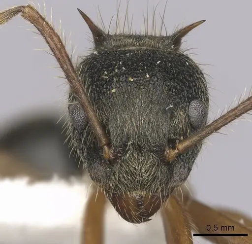 Dolichoderus curvilobus specimen CASENT0249650 image casent0249650_2