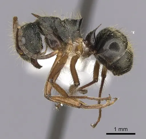 Dolichoderus curvilobus specimen CASENT0249650 image casent0249650_3