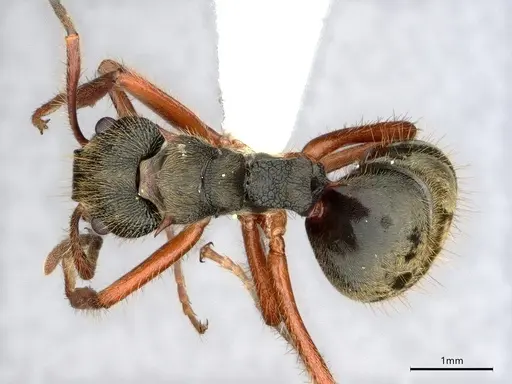 Dolichoderus curvilobus specimen CASENT0843333 image casent0843333_1