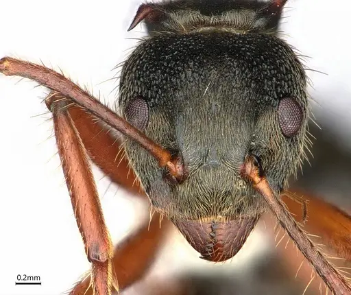 Dolichoderus curvilobus specimen CASENT0843333 image casent0843333_2