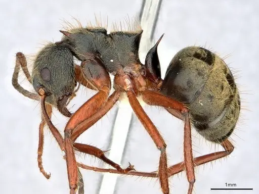 Dolichoderus curvilobus specimen CASENT0843333 image casent0843333_3