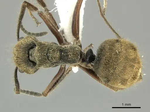 Dolichoderus curvilobus specimen JTLC000003263 image jtlc000003263_1