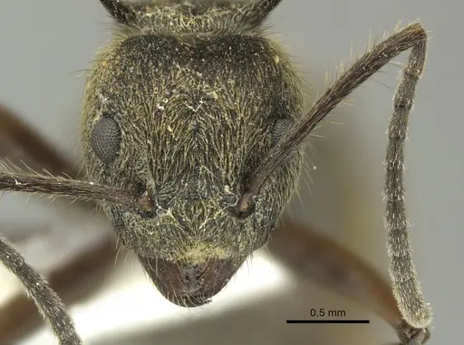 Dolichoderus curvilobus specimen JTLC000003263 image jtlc000003263_2