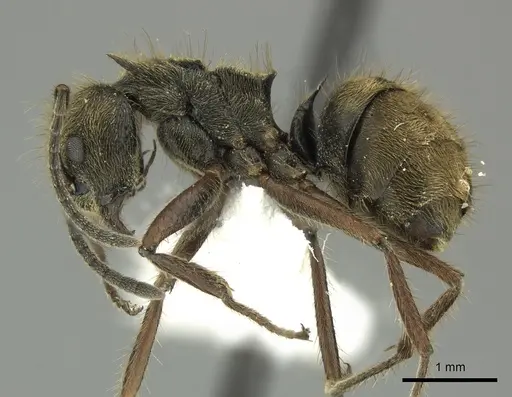 Dolichoderus curvilobus specimen JTLC000003263 image jtlc000003263_3