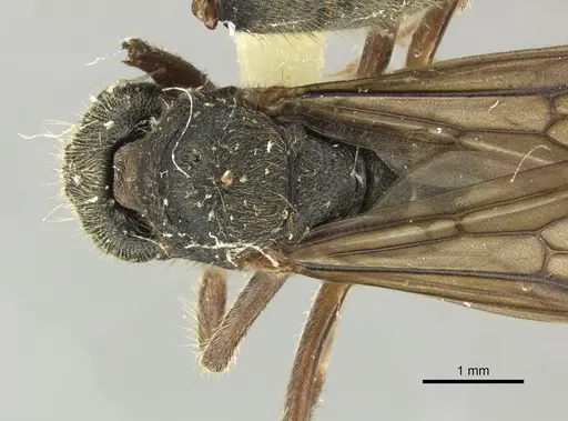 Dolichoderus curvilobus specimen JTLC000003267 image jtlc000003267_1